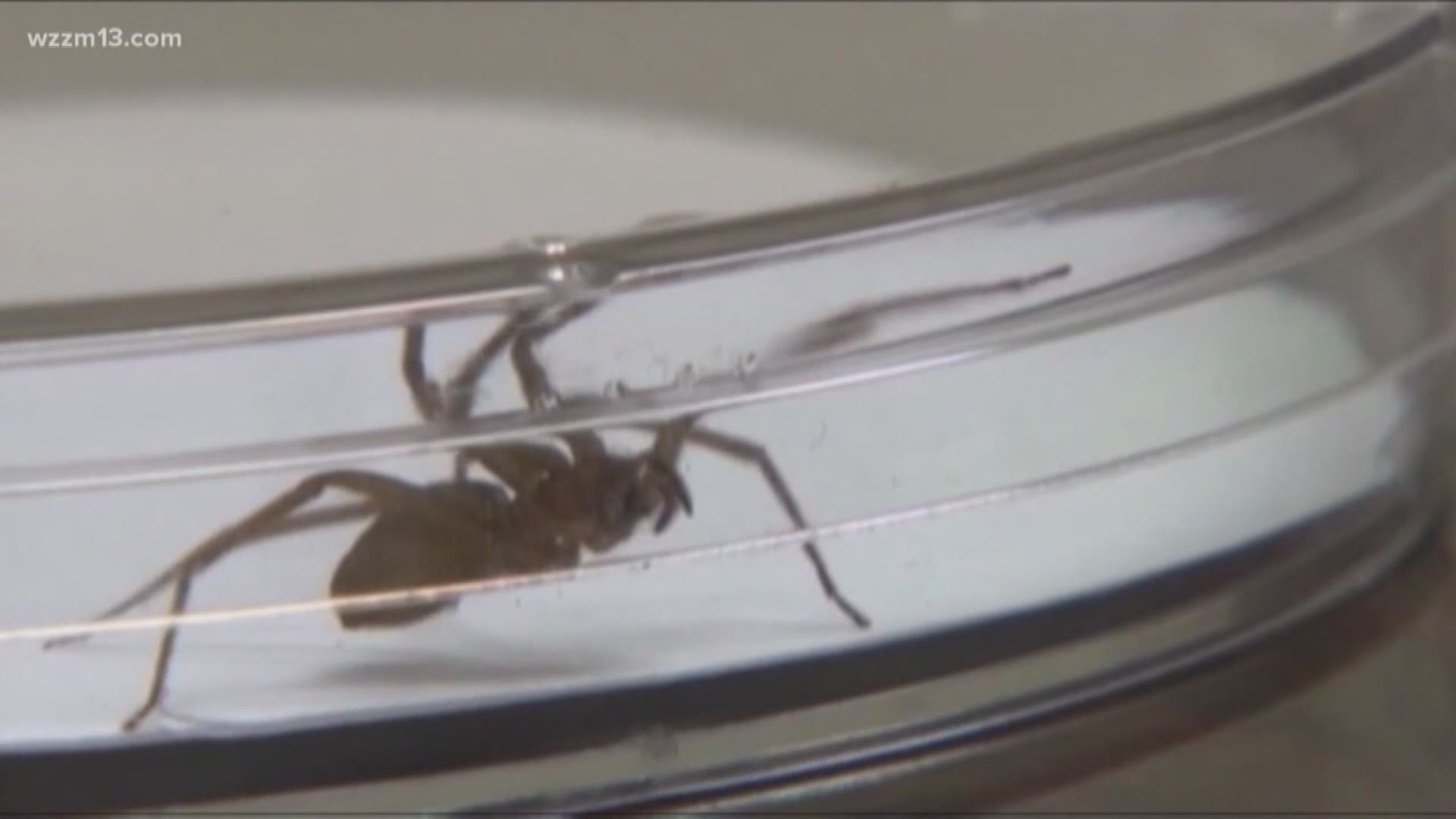 Woman bitten by brown recluse in northern Michigan